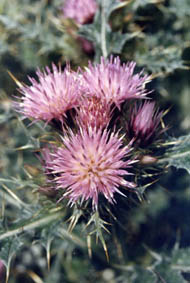Carduus carlinoides